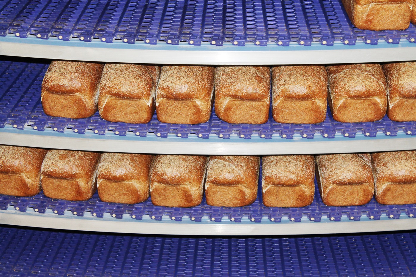 Bread on spiral conveyor belt