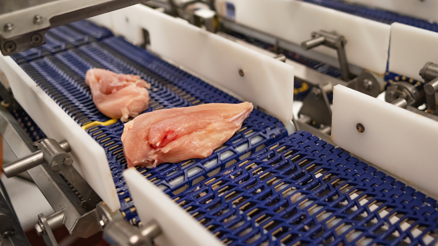 Chicken breast on Habasit micropitch conveyor